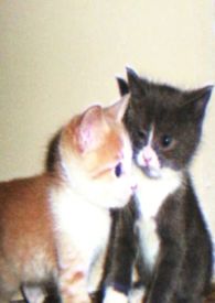 娇小姐与糙汉将军全文免费阅读